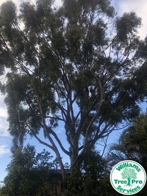 tree pruning perth - before 